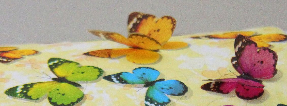 Schmetterlingskinder (Foto: Anne Hagedorn / SHK)