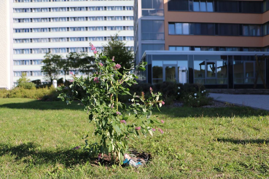 Schmetterlingsstrauch am S&uuml;dharz Klinikum zum Gedenken an Schmetterlingskinder (Foto: Anne Hagedorn / SHK)