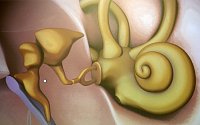 Anatomie des Ohres (Anne Hagedorn / SHK)