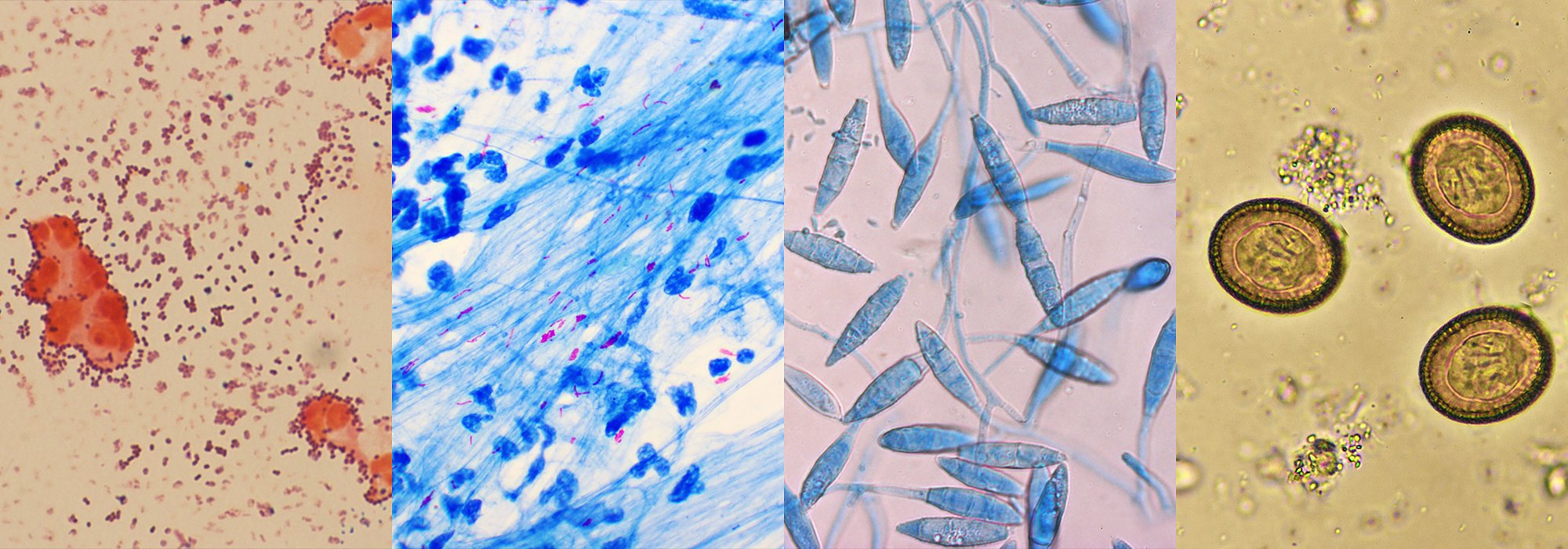 Mikrobiologie